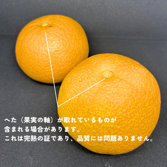 さつき八朔 5キロ（箱込み） 家庭用 はっさく さつき八朔 ｜ 果物
