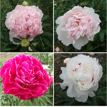 母の日 香りのシャクヤク 花束 エディブルフラワー ｜ 花・植物/花