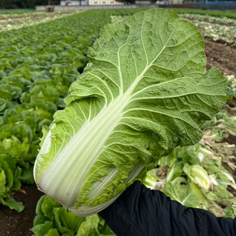 茨城県産】『柔らかく甘い』 黄芯白菜 2kg×2玉 ｜ 野菜/白菜 産直