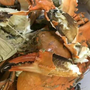 「生出荷！食用イシガニ 石蟹４kg 」活状態での梱包 松島牡蠣屋 漁師の店長自ら漁獲です！目安：4ｋｇで40杯程度 活カニ 活蟹 生蟹 生カニ 活かに 生かに 4ｋｇ 魚介類/カニ通販