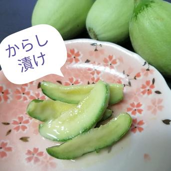 約4.5ｋｇ/80サイズ　子メロン　摘果メロン　浅漬けや粕漬けに　いい食感です 4.5～4.7㎏ 野菜/その他野菜通販