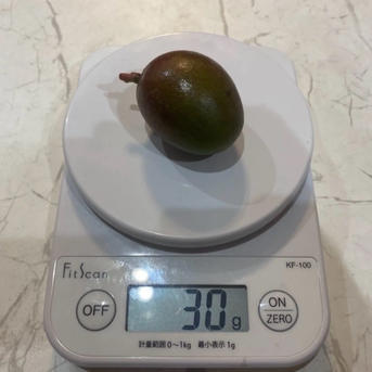 摘果マンゴー グリーンマンゴー 青マンゴー 10kg 小さめ 沖縄県産 摘果マンゴー(グリーンマンゴー)※小さめです！ ｜ 野菜