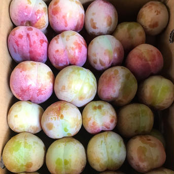 山梨県産ソルダム　約3.0kg 約3.0kg 果物/すもも・プラム通販