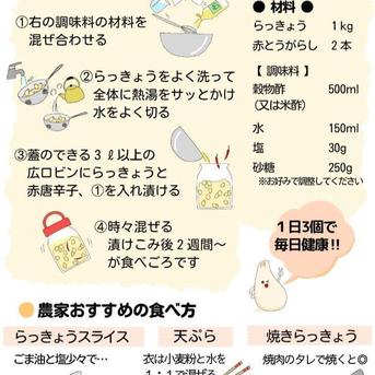 鳥取県産】素材の栄養丸ごと 根付きらっきょう 10kg 土付き ｜ 野菜