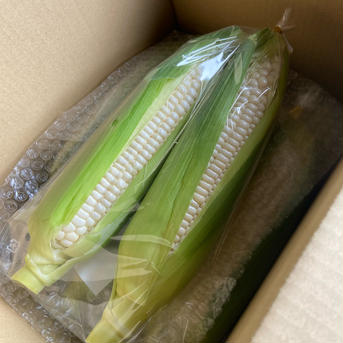 希少品種の白いとうもろこし【8本】　【甘いしずく】 ８本入り 野菜/とうもろこし通販