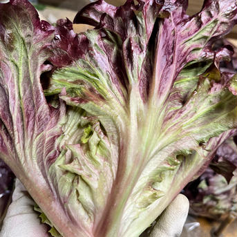 新鮮✨レッドリーフレタス【ワインドレス】🥬6個入 6個 野菜/レタス通販