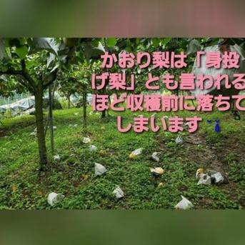 まぼろしの梨、かおり梨3キロ箱5～6玉入り 3kg 果物/梨通販