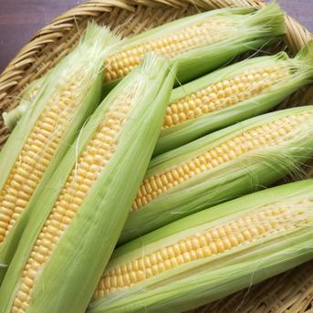 スイートコーン　みわくのコーン　ゴールドラッシュ 8本（1本約300g） 野菜/とうもろこし通販