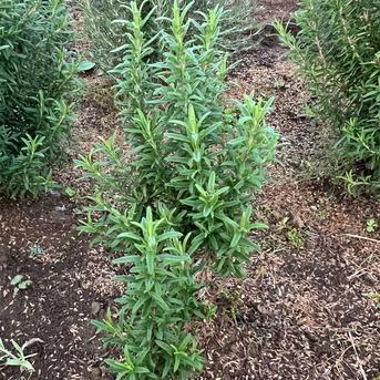 フレッシュローズマリー （ ハーブ） 栽培期間農薬不使用 80g | 野菜