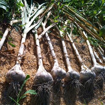 【全国一律送料】里山の平戸ニンニク バラ【農薬不使用】昔ながらの自然乾燥600g 平戸にんにく　600ｇ　送料込み 野菜/にんにく通販