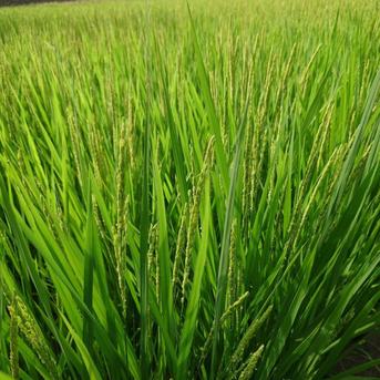 完売！　R７年度　１等米環境保全米　減農薬　東北１９４号　新米　玄米　大崎市鹿島台　まとめ買い大歓迎！ 新米【予約販売】令和7年度 宮城県産ひとめぼれ「環境保全米」 ｜ 米