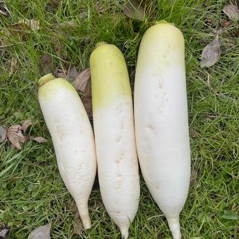 【自然栽培】大根（だいこん）10㎏（農薬・肥料不使用） 10kg 野菜/大根通販