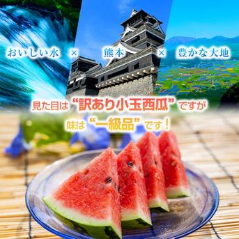 【選果落ち 訳あり商品】 熊本 小玉すいか 2玉 約2Kg Sサイズ以上 規格外 家庭用 贈答不可 加工用 (002)小玉西瓜  熊本県産 果物 フルーツ  2玉 約2Kg Sサイズ以上 果物/スイカ通販