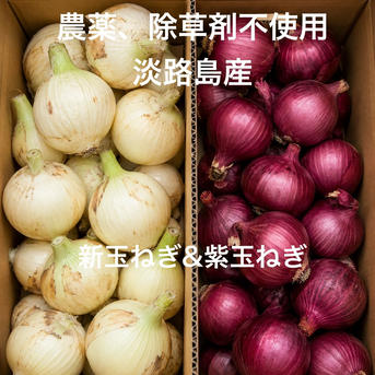 農薬、除草剤不使用【数量限定】淡路島新玉ねぎ1kg 紫玉ねぎ1kg 計2kg