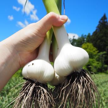 田子町産にんにく【バラ10kg】7月中旬以降お届け ｜ 野菜/にんにく