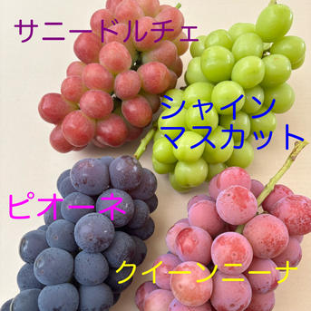 ぶどう食べくらべ(シャインマスカット+ピオーネ+サニードルチェまたは