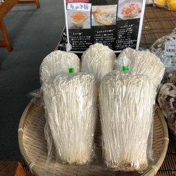 【お買い得】【8個入り】朝採りえのき茸8個セット 2.7kg程度 野菜/きのこ通販