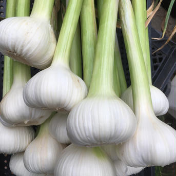 早生生にんにく中玉7個と六片種にんにくの芽500g 早生生にんにく中玉7個と六片種にんにくの芽500g 野菜/にんにく通販