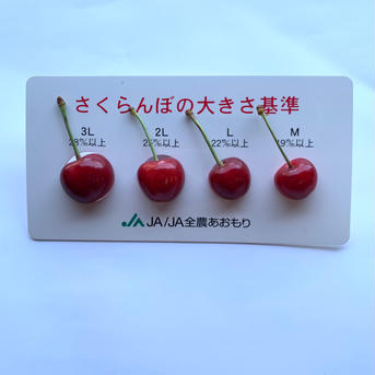 【常温便】朝どりさくらんぼを直送！M～２Lサイズ1kg(500gﾊﾟｯｸ×2）ご自宅用 M～２Lサイズ1kg(500gﾊﾟｯｸ×2）ご自宅用 果物/さくらんぼ通販
