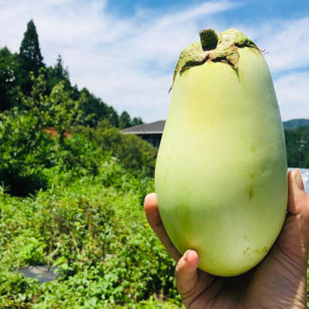 【限定販売】夏の旨さ食べ比べボックス✨ 黒ピーマン・クリームピーマン・幻のじゃがいも　・カルフォルニアピーマン・翡翠茄子・小玉ねぎ　農薬不使用　自然栽培 旬の野菜を80サイズの箱いっぱい入るだけお包みします！ 野菜/野菜セット・詰め合わせ通販