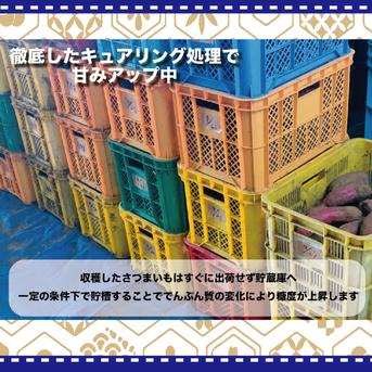 【茨城県産】　さつまいも　ありがとうの紅はるか　中サイズ【約20kg】 20kg（中サイズ） 野菜/さつまいも通販