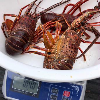 都井岬獲れ　活イセエビ１kg １kg 魚介類/エビ通販