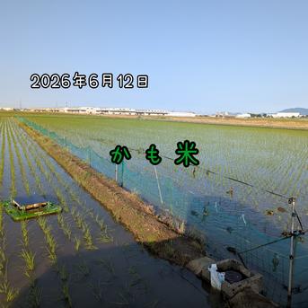 無農薬米新潟県産コシヒカリ10k ｜ 米・穀物/米/精米 産直アウル 農家