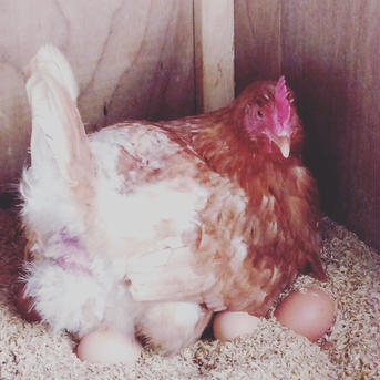 「ほんまの卵」120個 平飼い有精卵 10個入り12パック(1パック600g以上) 卵/鶏卵通販