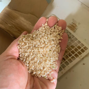 《新米》減農薬有機栽培コシヒカリ玄米／10kg 10kg 米・穀物/玄米通販
