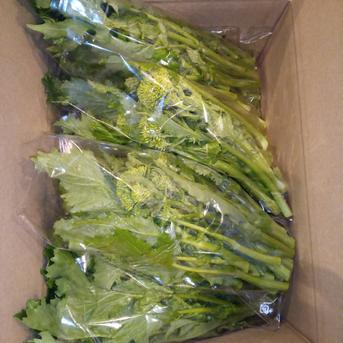 チーマディラーパ（西洋なばな） 約2kg 野菜/葉物通販