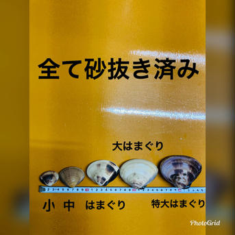 大はまぐり3キロ 千葉県産　大はまぐり3キロ 魚介類/蛤通販