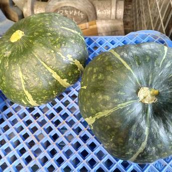 お買い得！訳アリかぼちゃ(10kg) 値段高騰中！！ 訳アリかぼちゃ　10㌔ 野菜/かぼちゃ通販