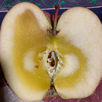 大玉！蜜入りチェック済み！樹上完熟蜜入り葉取らず減農薬栽培サンふじ　大玉3キロ6-8 大玉3キロ6-8 果物/りんご通販