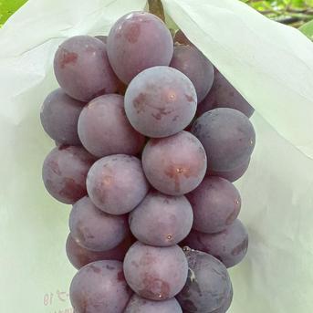 訳あり 種なし B品巨峰 1kg(500g 2房) ｜ 果物/ぶどう 産直アウル 農家