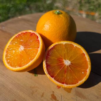 箱込約5㌔ ブラッドオレンジモロ | 果物/オレンジ・その他みかん 産直