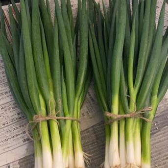 京都産九条ネギ　3キロ　 3キロ 野菜/ねぎ通販