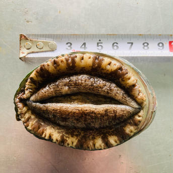 北海道松前産 天然 活アワビ Mサイズ1kg あわび 1kg 魚介類/アワビ通販