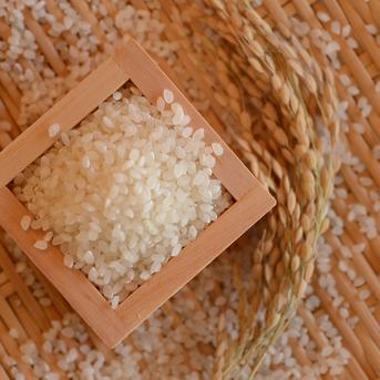 ✨【新米】✨一等米・令和６年産【無農薬】特別栽培米コシヒカリ 【精米20kg】有機質肥料栽培 無農薬　精米20ｋｇ 米・穀物/米/精米通販