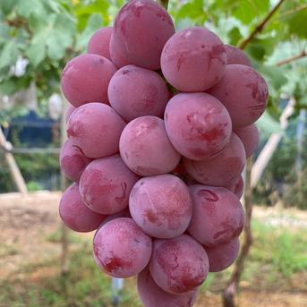 【贅沢夏ギフト】こだわりの厳選葡萄 クイーンニーナ&シャインマスカット&ニューピオーネ 約1.5kg 熨斗対応可 ニューピオーネ、クイーンニーナ、シャインマスカット、各約500g 果物/ぶどう通販