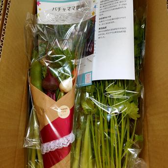 ベジブーケでお母さんに感謝を伝えよう☆野菜の花束と情熱野菜セット9品目【母の日ギフト】 野菜9品とベジブーケ 野菜/野菜セット・詰め合わせ通販