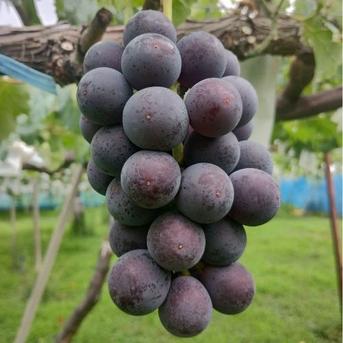 旬のぶどう シャインマスカット・巨峰 秀品800g（2～3房）【着日指定