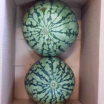 食品 小玉スイカ 8玉入り 箱詰め