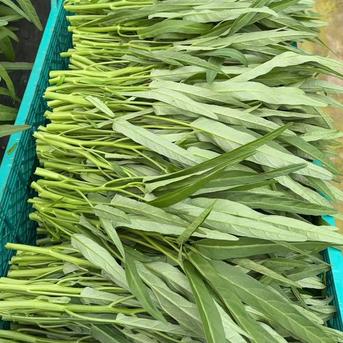 空芯菜5キロ 【公式通販】