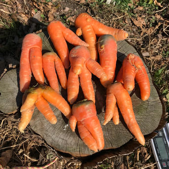 【自然栽培】1.5kg黒田五寸人参(自家採種) 1.5kg 野菜/人参通販