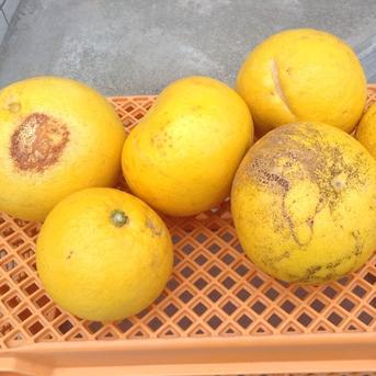 化学合成農薬栽培期間中不使用 土佐文旦 10kg 家庭用訳あり品 大玉