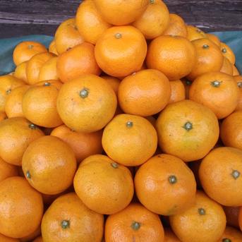 訳あり　晩生完熟みかん10kg 10kg 果物/温州みかん通販