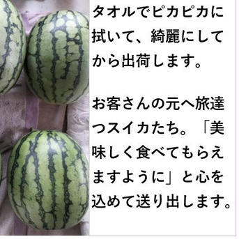 小玉スイカ シャリっと甘い！あきた夏丸チッチェ！〈フリーサイズ２玉：お得！〉 フリーサイズ２玉 果物/スイカ通販