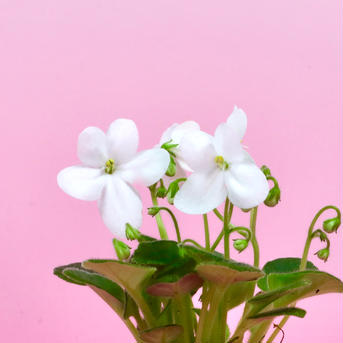 苔玉　セントポーリア(白) 高さ約15㌢　重さ約200㌘ 花・植物/花・植物通販