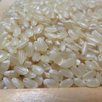 令和7年長野県産 奇跡のお米ゆうだい21 ミネラル仕上げ 炊飯食味値92