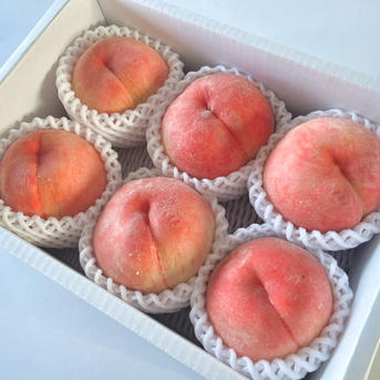 旬の白桃》家庭用 2kg ｜ 果物/もも 産直アウル 農家・漁師など生産者